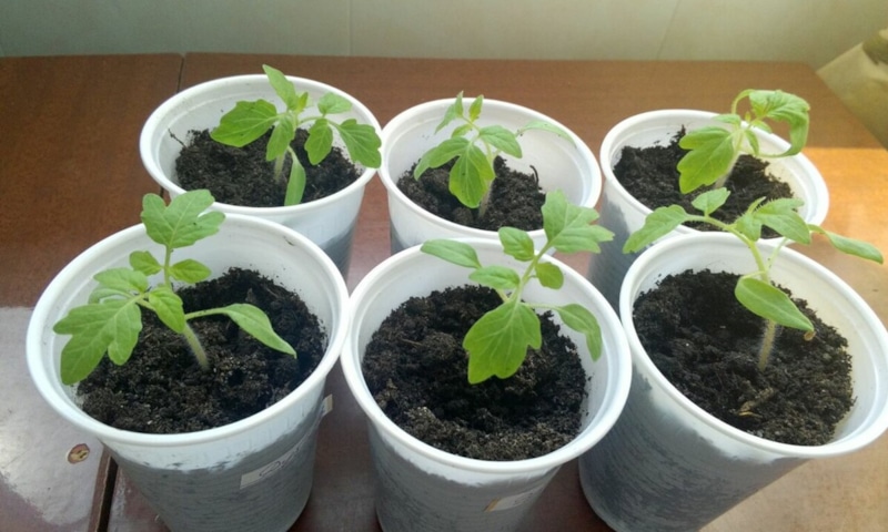 Сила корней: естественный рост без стресса