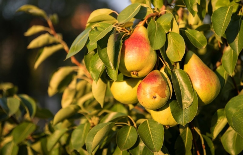 Соседство в саду: союз для сладкого урожая