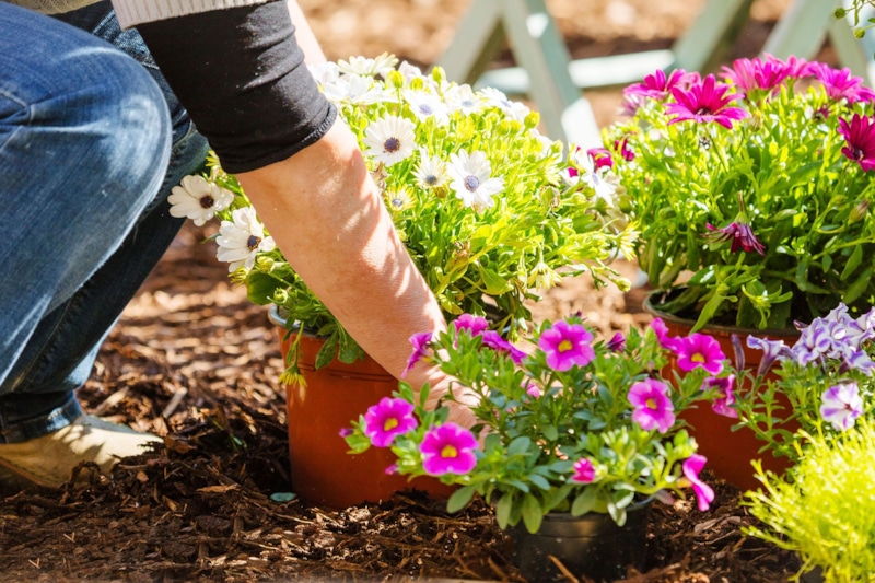 Начало садового сезона: пробуждение будущего цветения