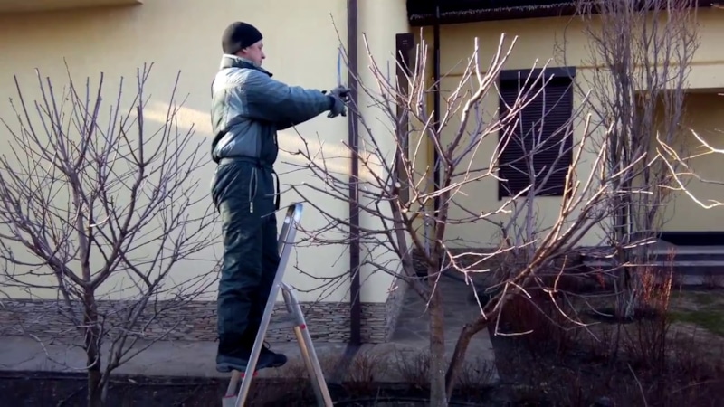 Весеннее обновление: сила правильной обрезки