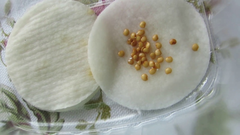 Пробуждение будущего урожая: тонкости раннего старта