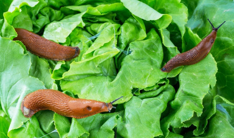 Натуральная защита огорода: чесночный щит от вредителей