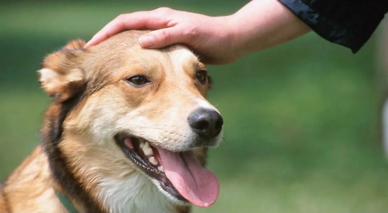 Язык доверия животных: прикосновения радуют