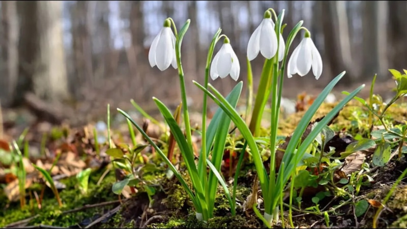 Первые краски весны: пробуждение первоцветов