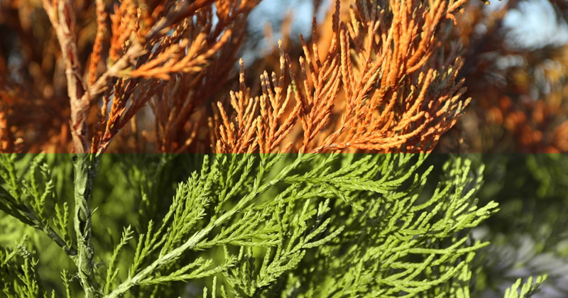 Скрытые тревоги сада: хвоя подает сигнал