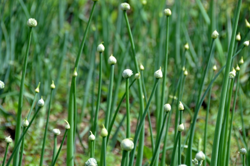 Секреты щедрой грядки: путь к крупным головкам