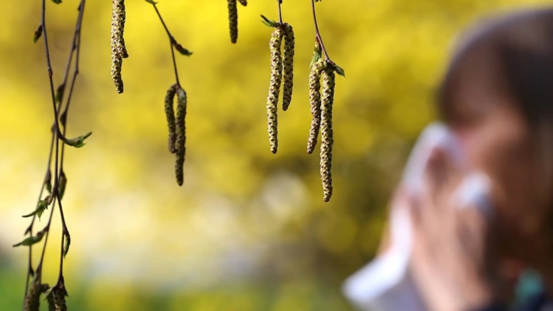 Невидимая пыльца весны: ранний сигнал аллергии
