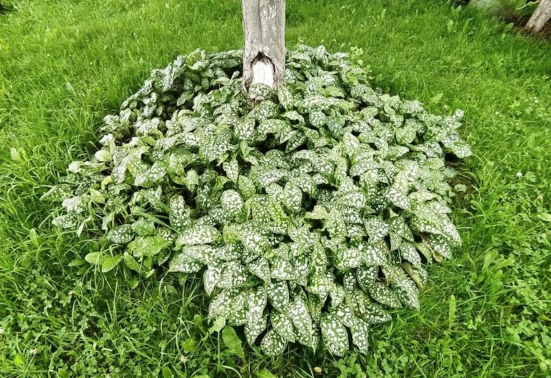 Скрытые связи растений: урожай зависит от соседства