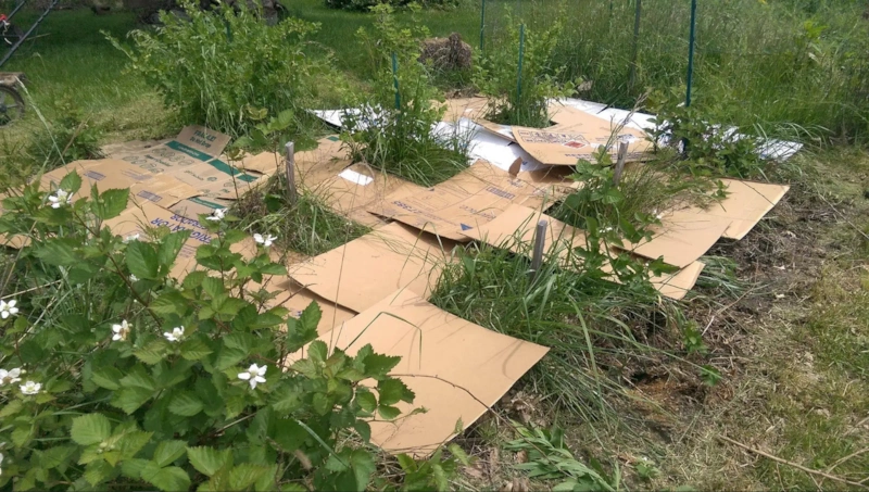 Невидимая жизнь почвы: сила естественного баланса