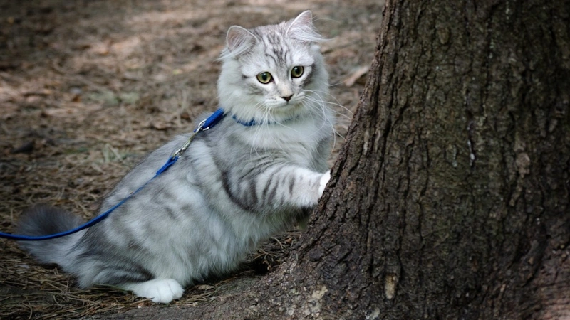 Свобода с риском: город глазами питомца