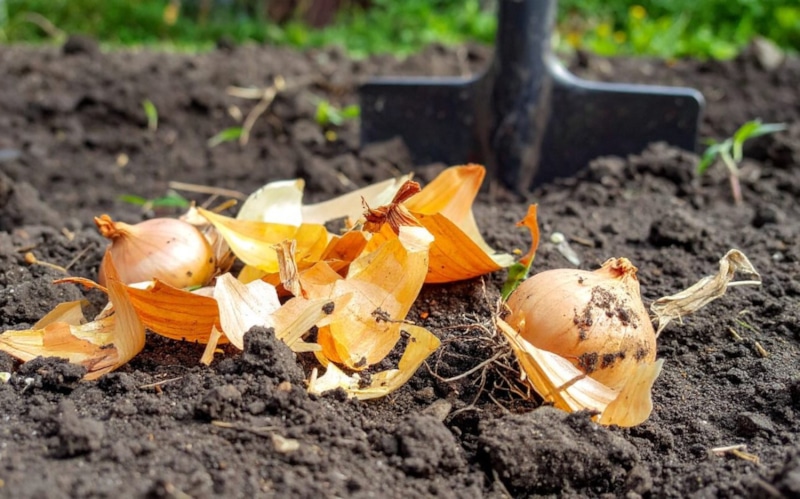 Защита урожая: почва против вредителя