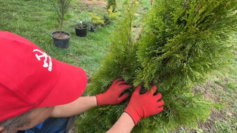 Здоровье хвои: питание без ошибок Здоровье хвои: питание без ошибок