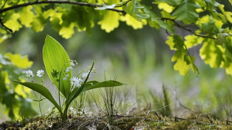 Польза меняется: температура влияет