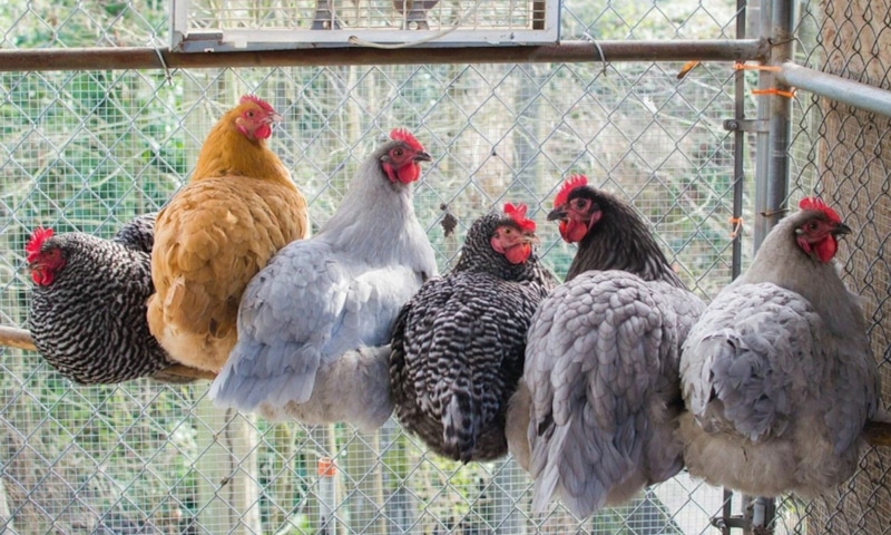 Чистый курятник: воздух без аммиака