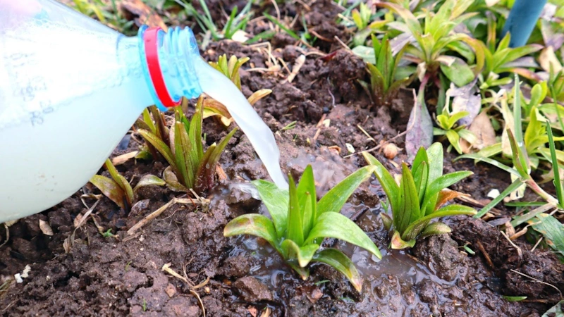 Сила цветения: питание для роста