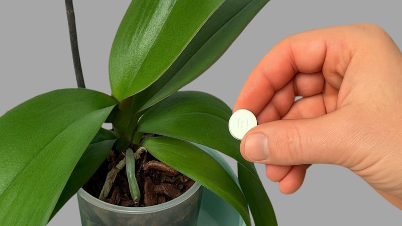 Орхидея цветет: секрет подкормки