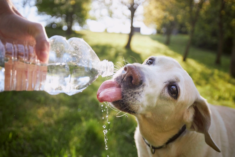Жара и собаки: риск перегрева Жара и собаки: риск перегрева