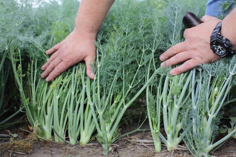 Ароматный укроп: сила правильной подкормки