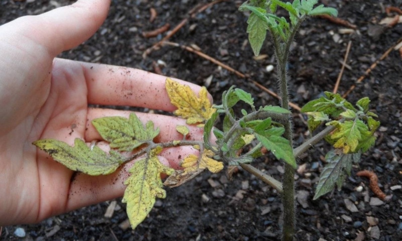 Томатный старт: секрет в лунке