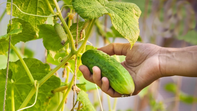 Огурцы и уход: ошибки урожая