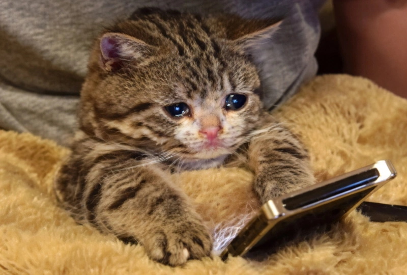 Автоперевод в "X/Твиттере" привел к революции в общении Автоперевод в "X/Твиттере" привел к революции в общении