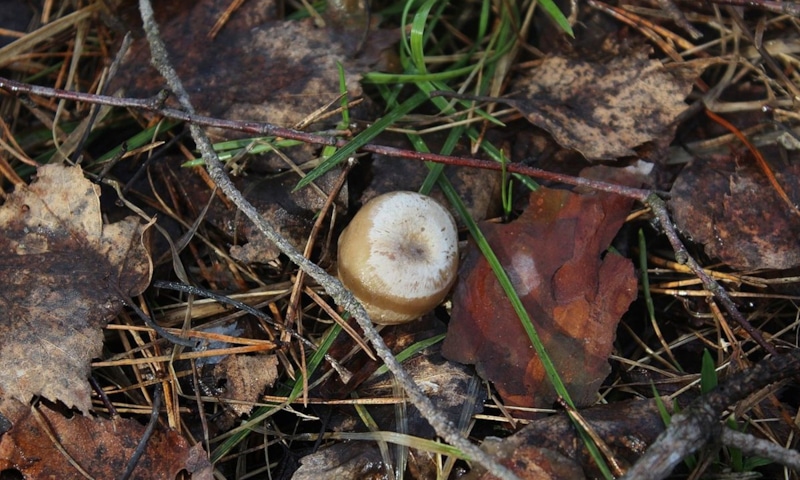 Редкий дар весеннего леса: природа удивляет циклом