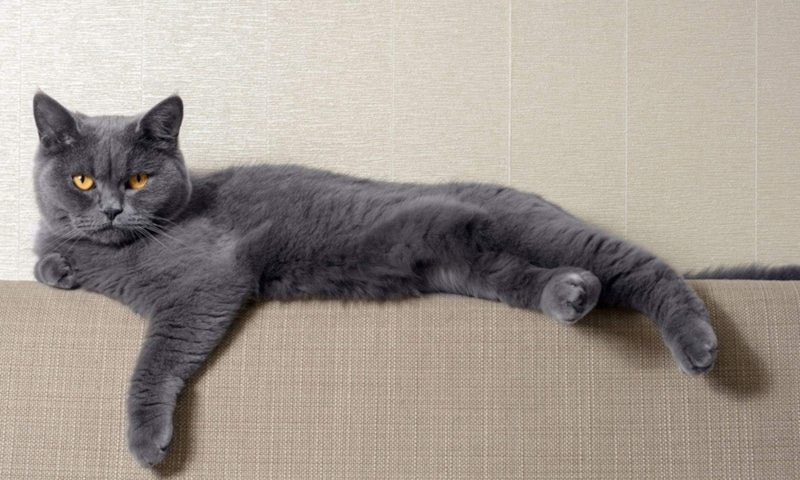 Тихое соседство сильнее контроля: выбор изменил историю