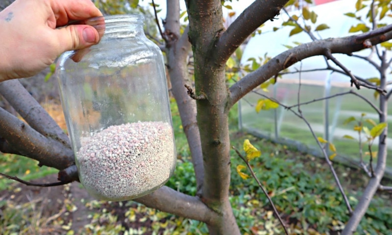 Секрет крепкого урожая: питание меняет результат