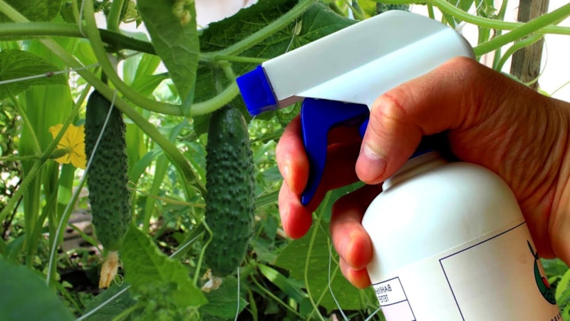 Битва за урожай без яда: природа дает ответ Битва за урожай без яда: природа дает ответ