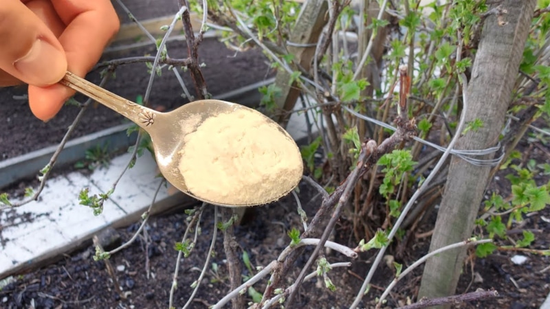 Секрет сладкого урожая: простые средства работают