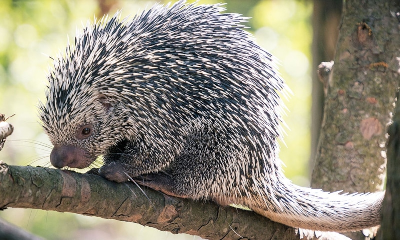 Древний дикобраз: ледяная находка времени