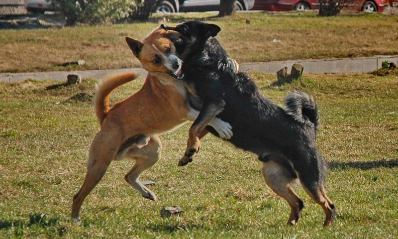 Контроль в хаосе: спокойствие против паники