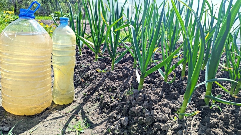 Сила роста: питание решает результат