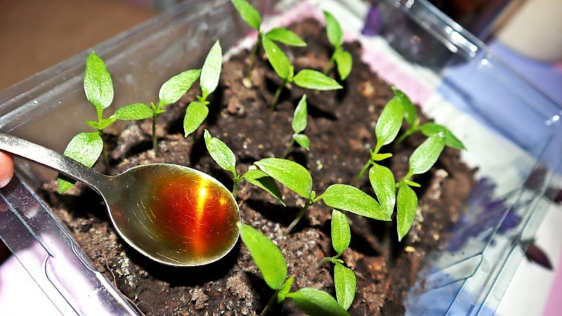 Скрытая сила роста: питание для рассады