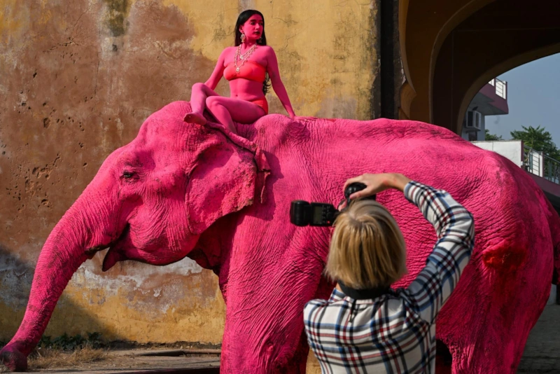 Фотосессия Юлии Бурулёвой в Индии с розовым слоном