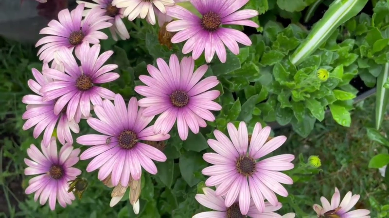 Яркая выносливость сада: цветение без лишних усилий