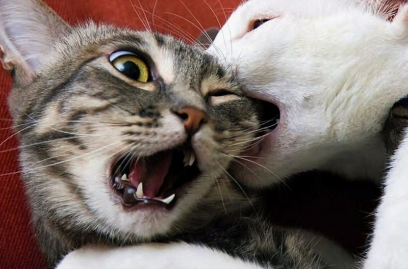 Скрытые сигналы: кошачий язык