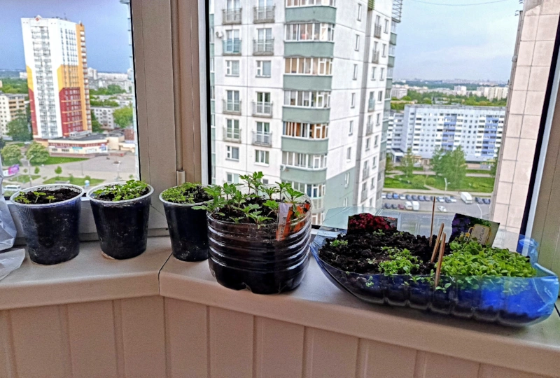 Хрупкое начало: холод ломает рост