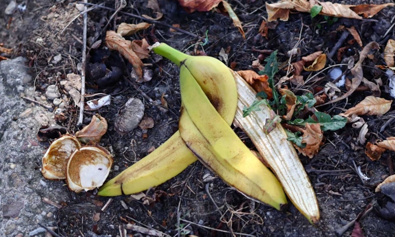 Природная защита сада: простое решение без химии