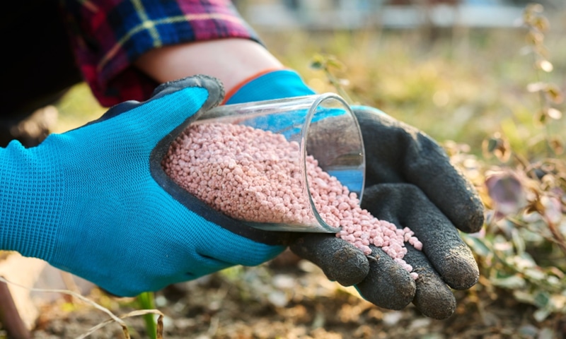 Скрытая угроза урожаю: ошибка в подкормке