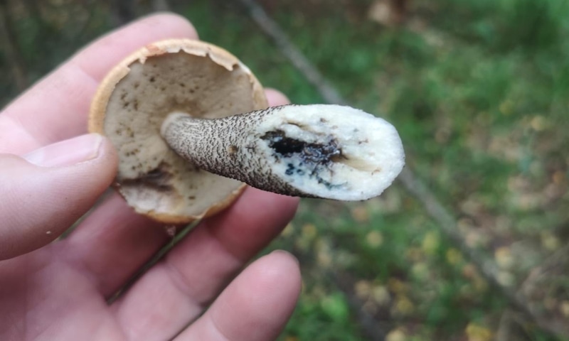 Скрытая граница безопасности: гриб между нормой и риском