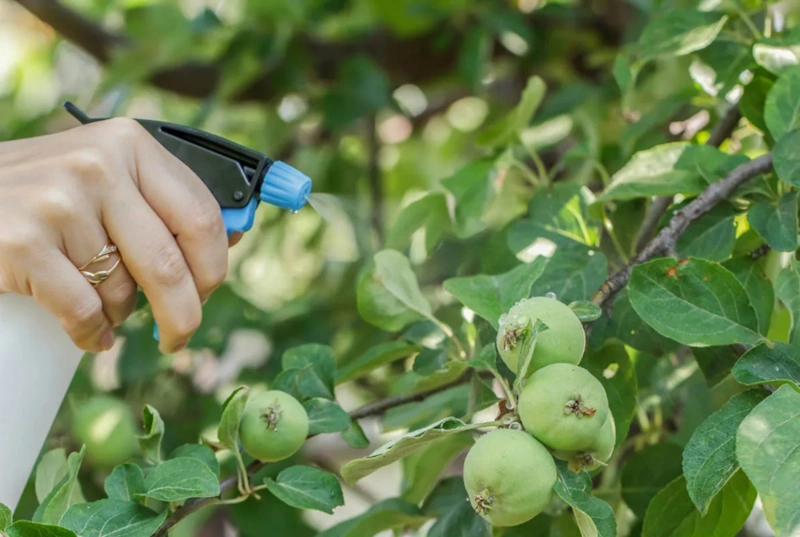 Скрытый стимул плодоношения: дерево раскрывает потенциал