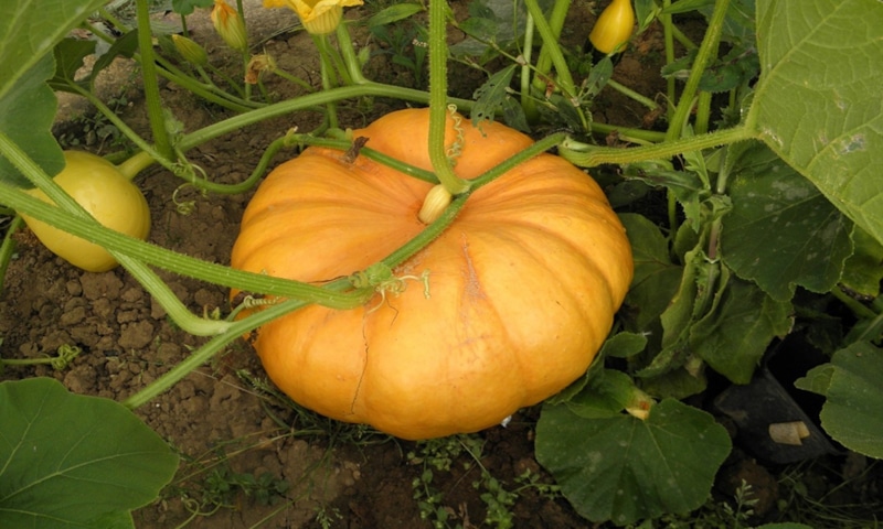 Борьба без химии: природа побеждает сорняки