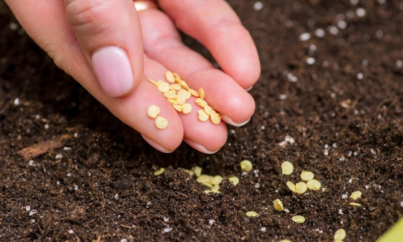 Скрытый старт роста: семена пробуждаются быстрее