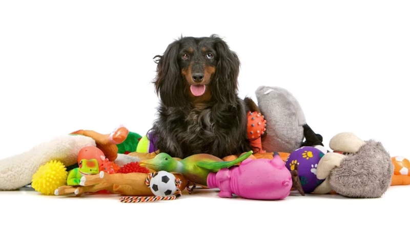 Разумная забота о питомце: баланс экономии и качества