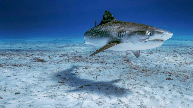 Скрытая опасность: сезон хищников