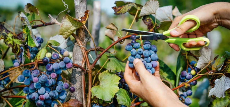 Сила ограничения: урожай через баланс