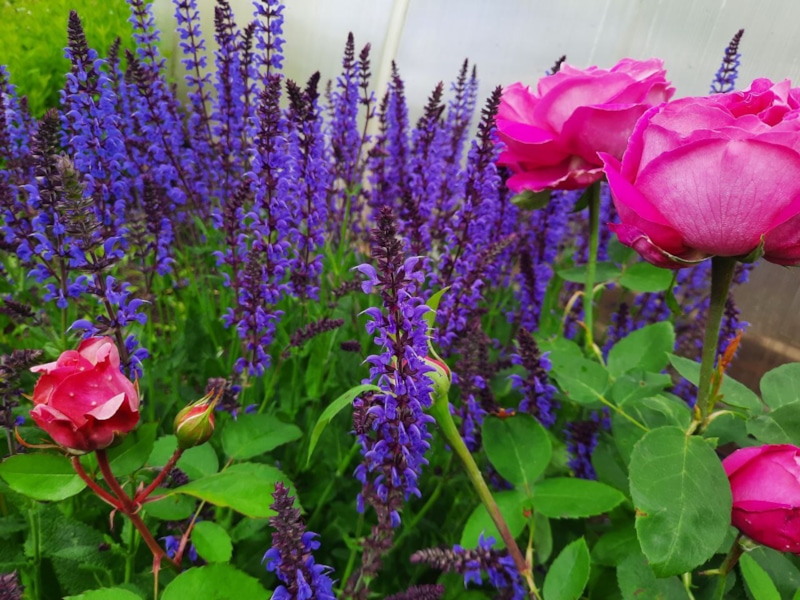 Ленивая роскошь сада: цветение без лишних забот