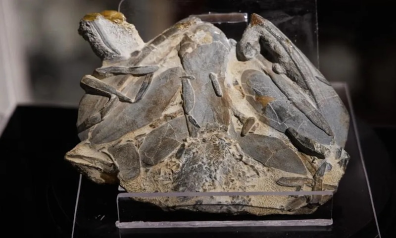 Эволюция жизни и время: древние открытия