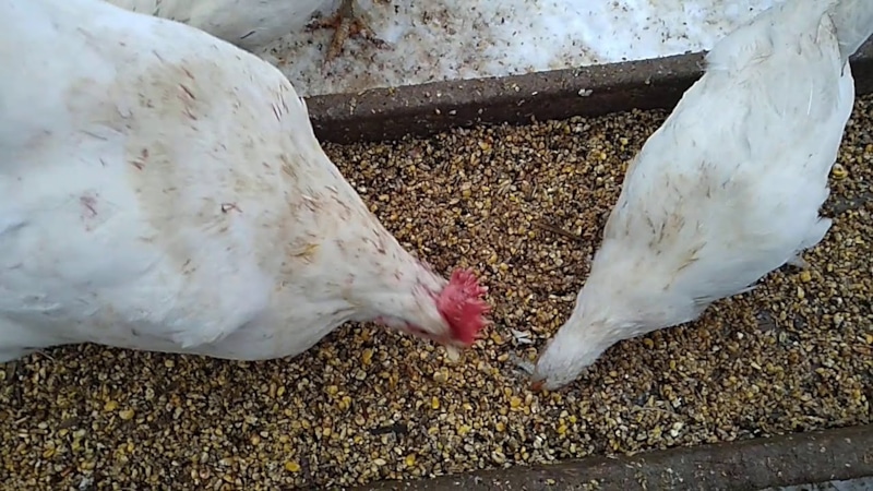 Весенний стимул продуктивности: питание решает результат